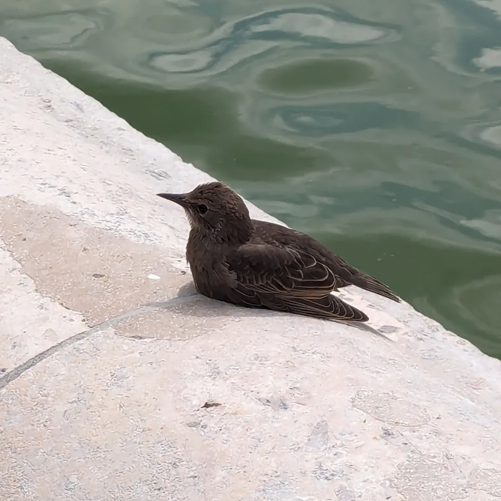 kidrigger.dev's profile picture