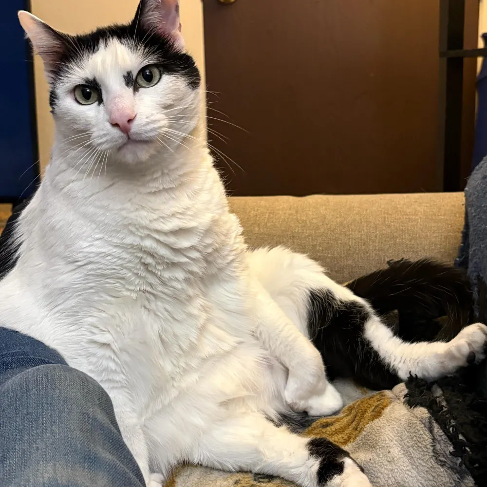 brown-eyed-girl32.bsky.social's profile picture