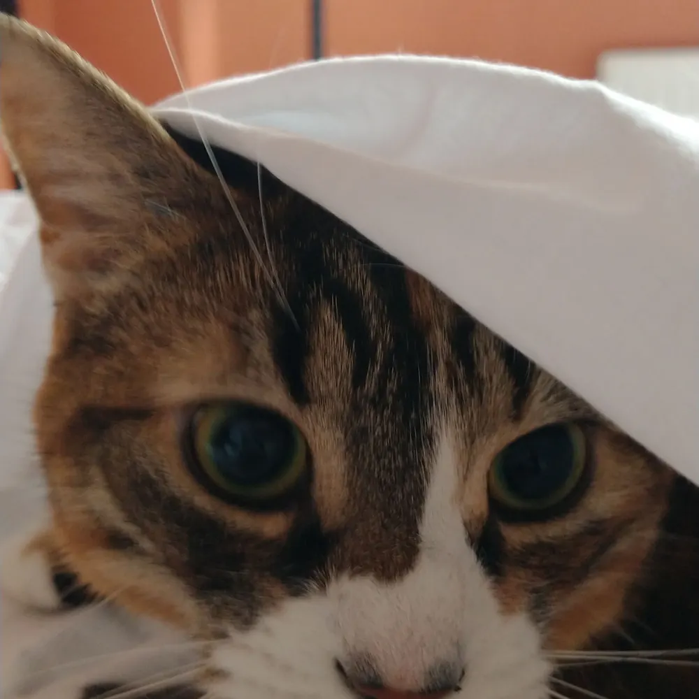 signoratrani.bsky.social's profile picture