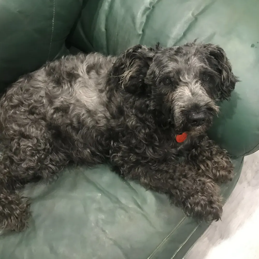 roddlyyours.bsky.social's profile picture