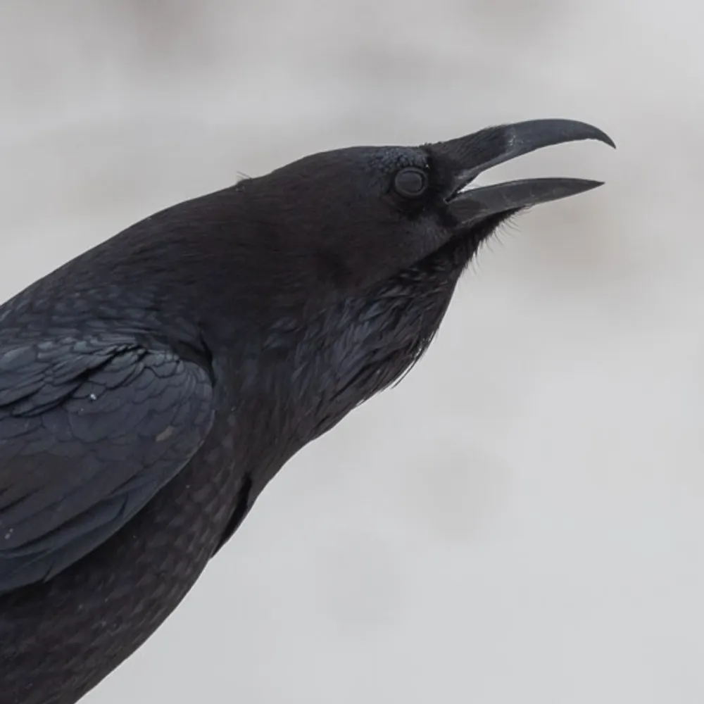 doctorbluebird.bsky.social's profile picture