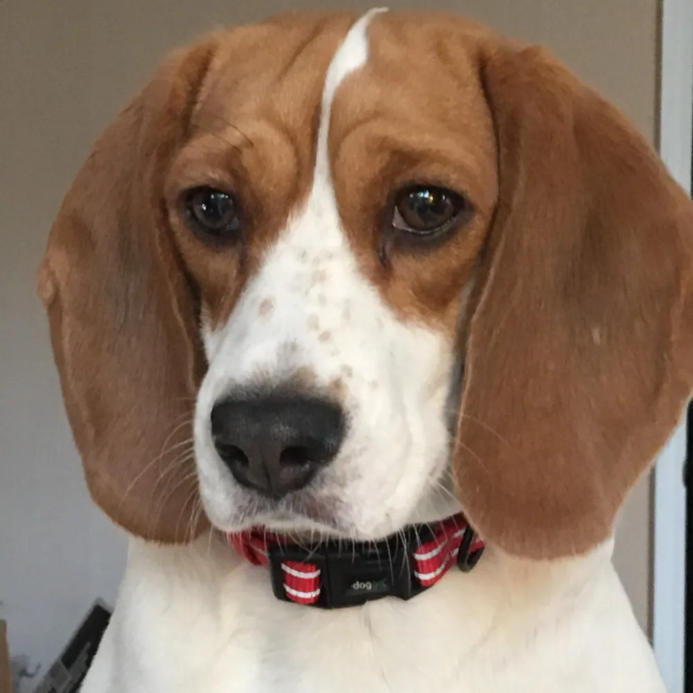 4beagles.bsky.social's profile picture