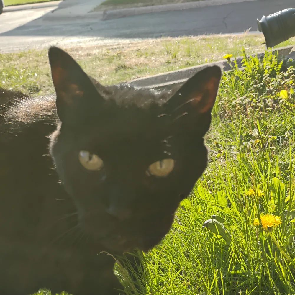 changemypitchup.bsky.social's profile picture