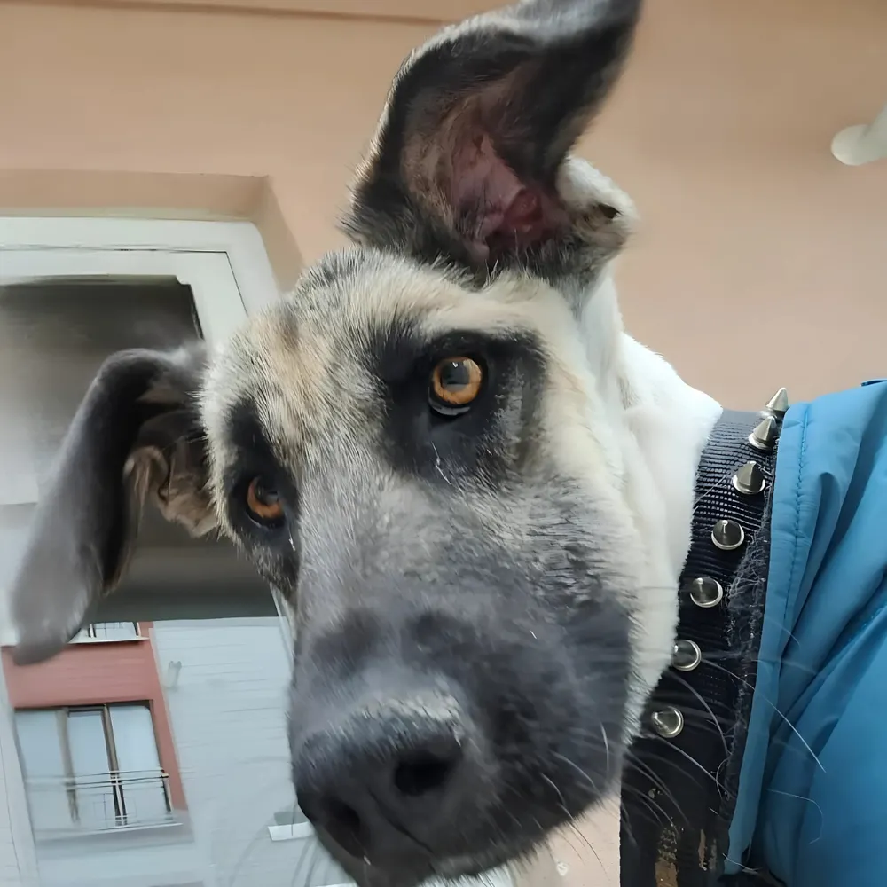 dogdeskaction.bsky.social's profile picture