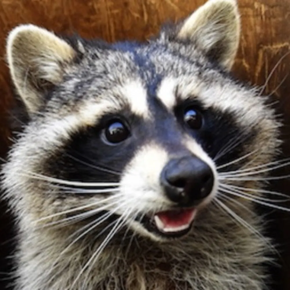 violet.pm's profile picture