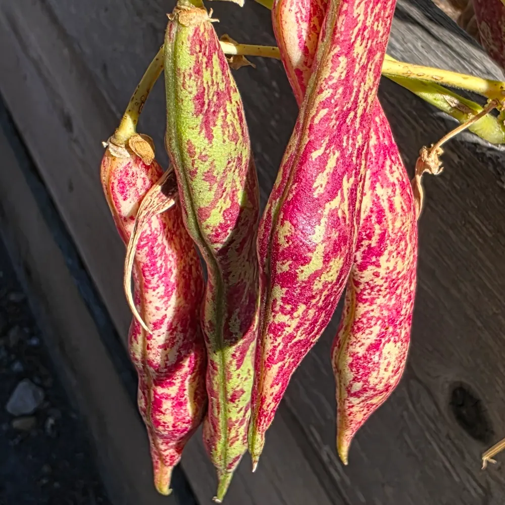 richardcarkeek.bsky.social's profile picture