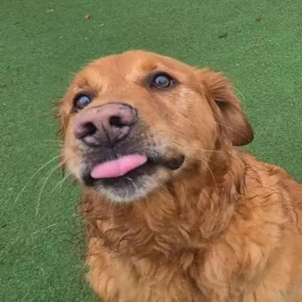 samadog.bsky.social's profile picture