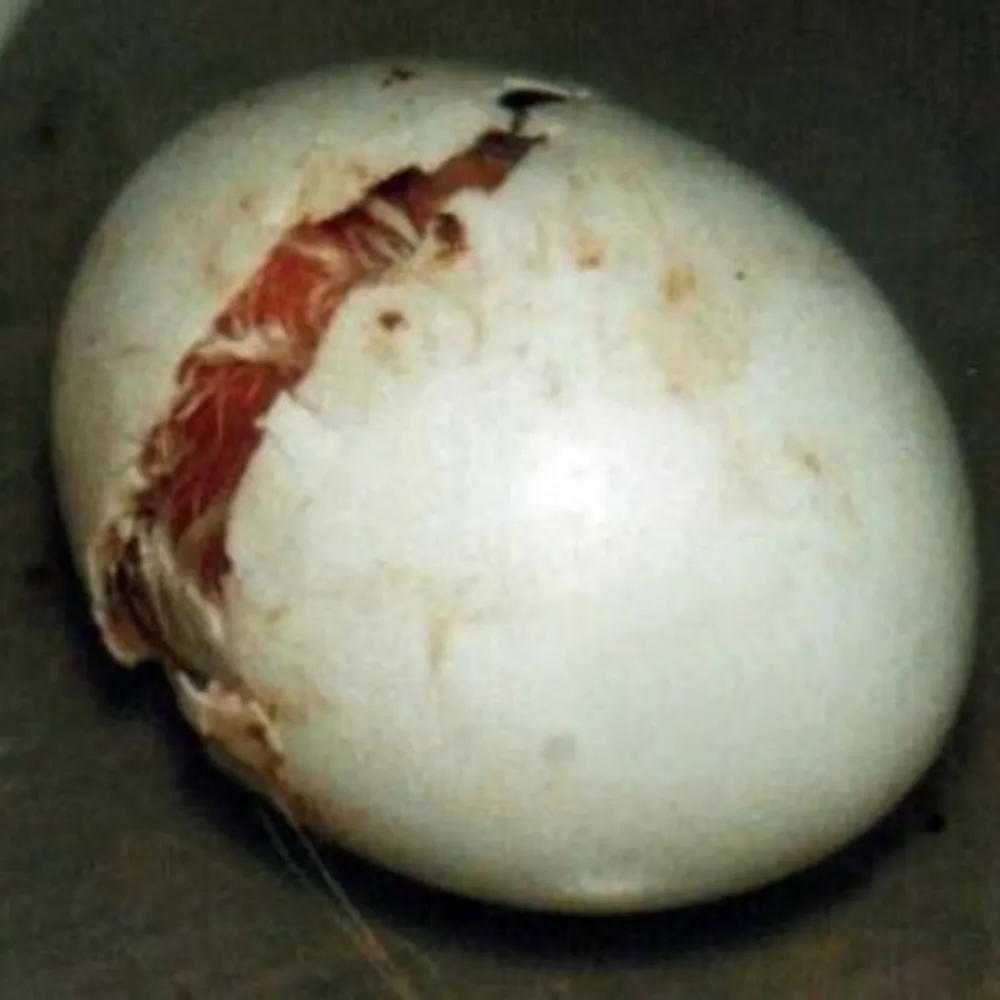 ntheowl.bsky.social's profile picture