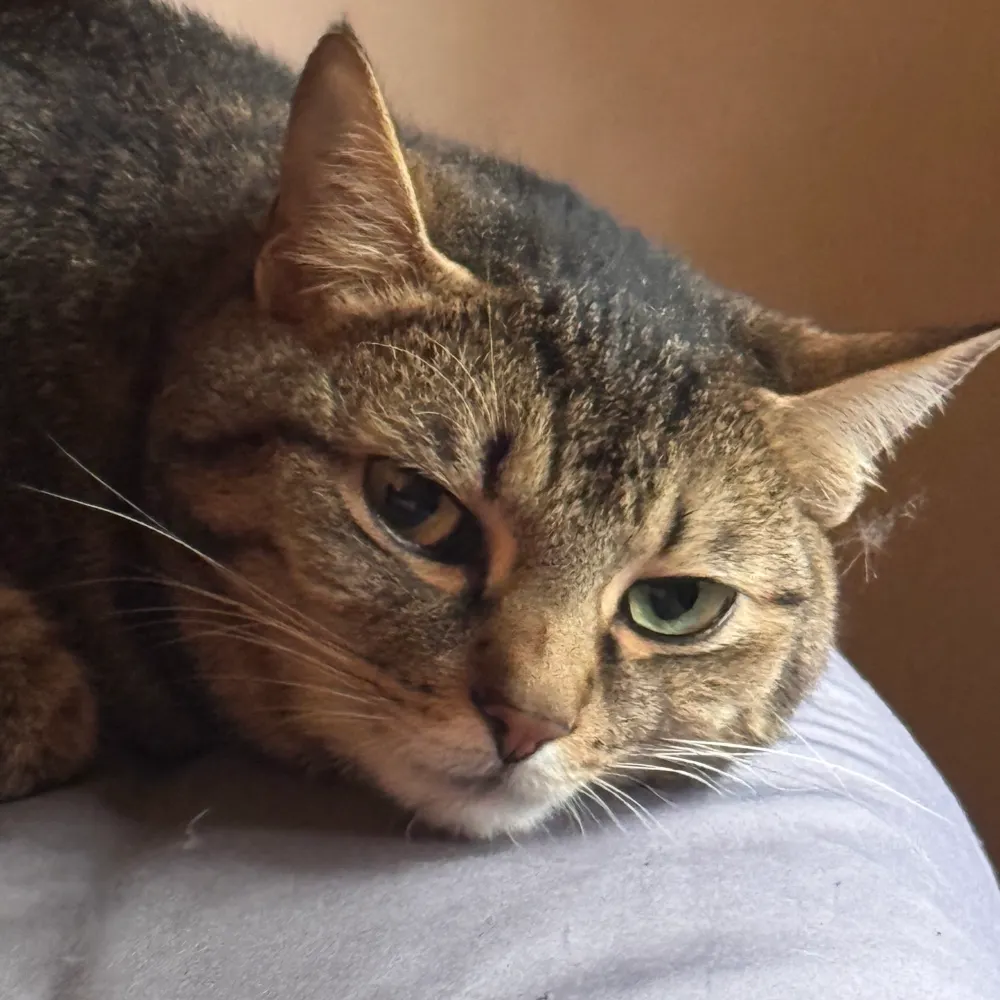 jimbobschaoscorral.bsky.social's profile picture