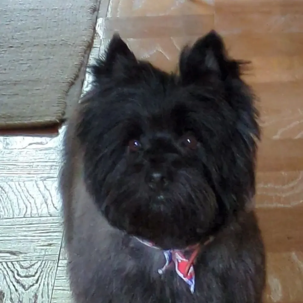 taschoene.bsky.social's profile picture