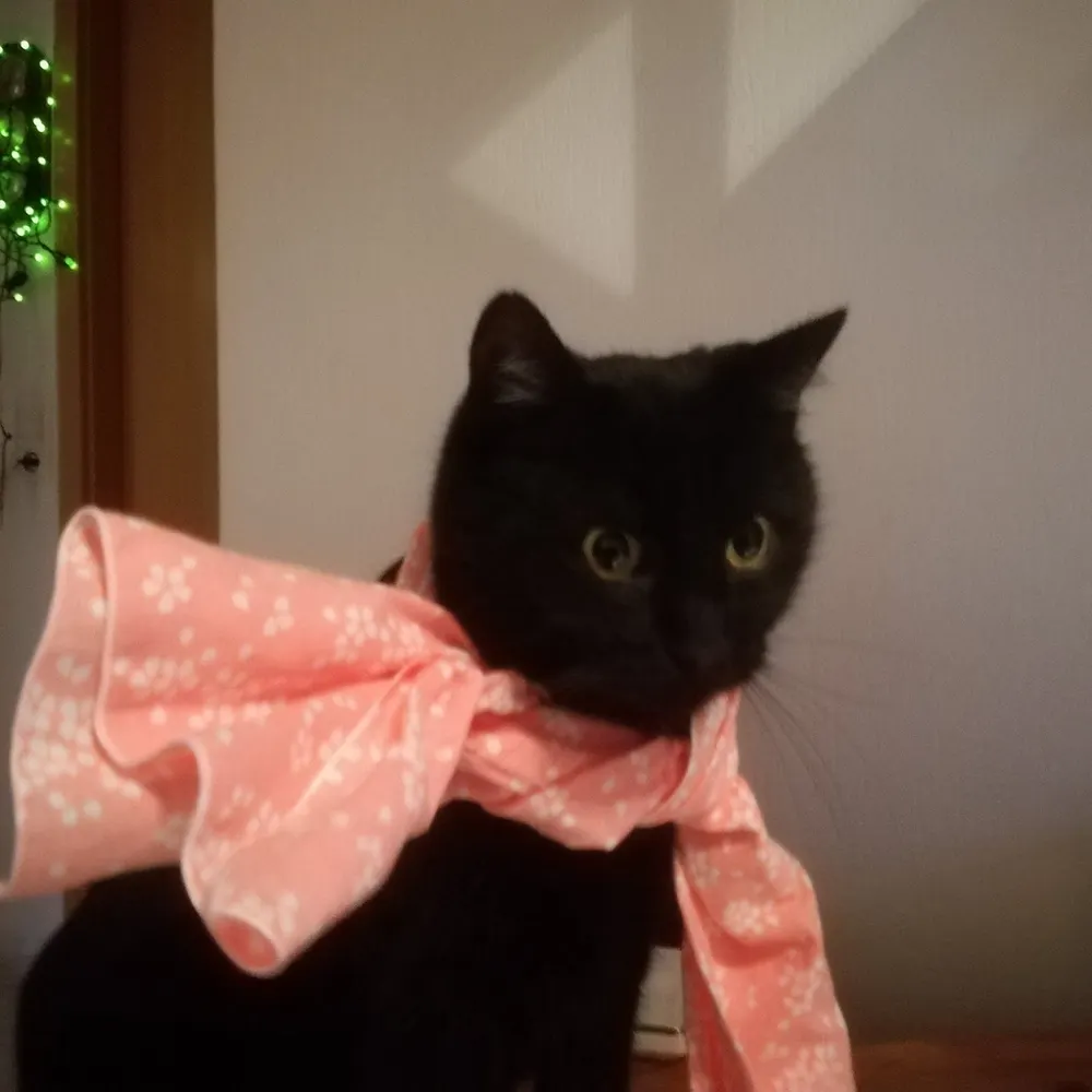 drakonhru.bsky.social's profile picture