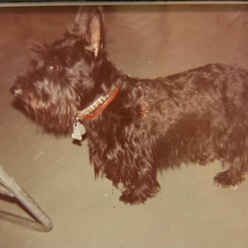 marymacdougall.bsky.social's profile picture