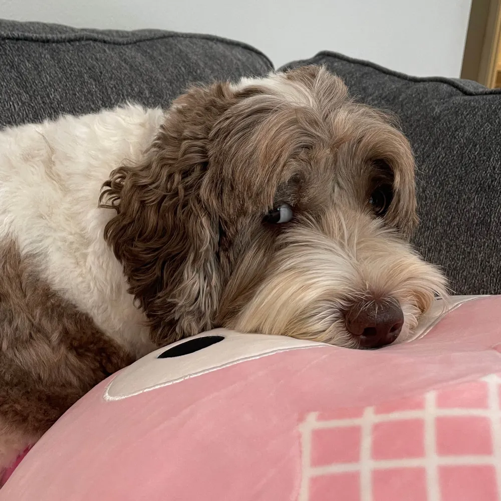 alanrodriguez.me's profile picture