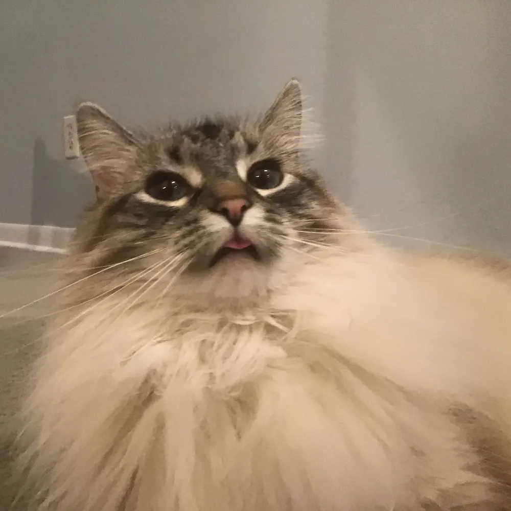 nottooserious.bsky.social's profile picture