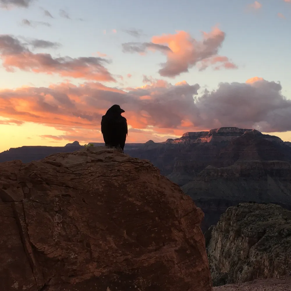 lignacious.bsky.social's profile picture