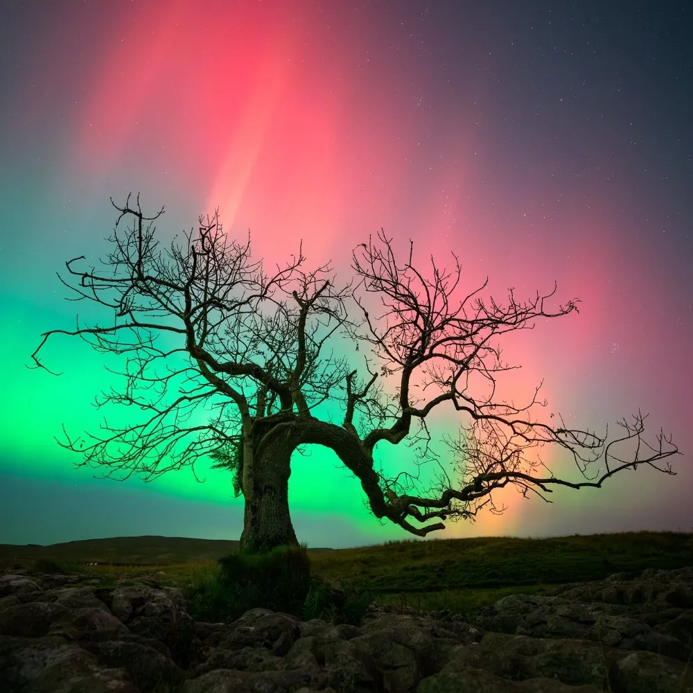 gwenrollo.bsky.social's profile picture