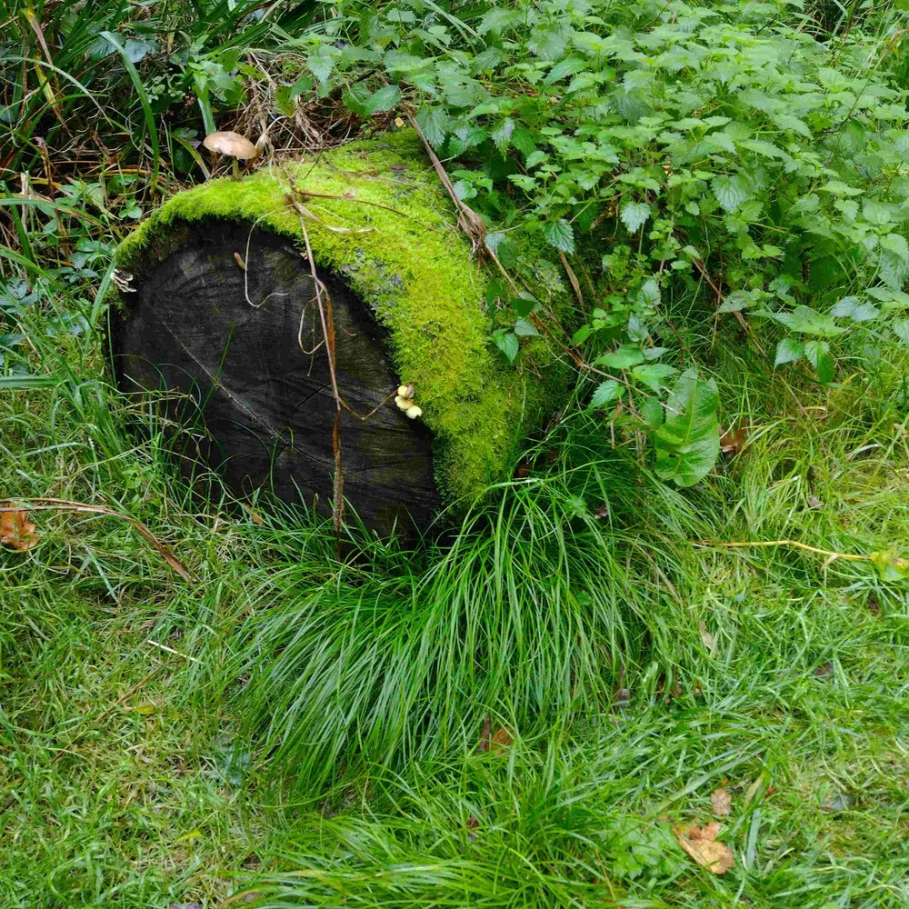 suegreenlady.bsky.social's profile picture