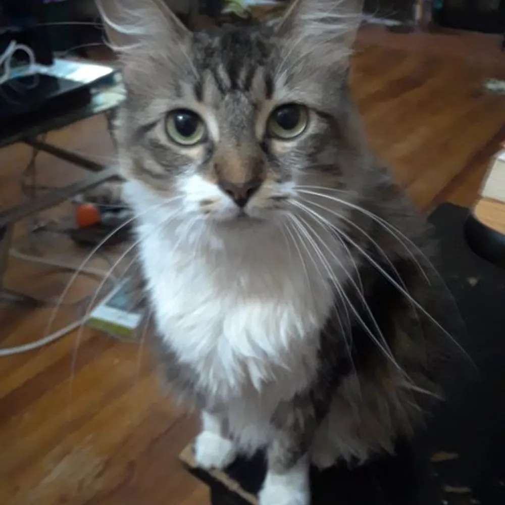 eruanion.bsky.social's profile picture