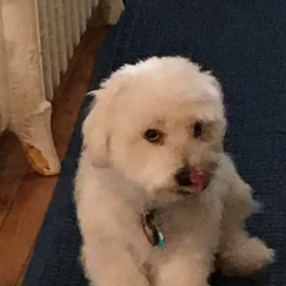 henrythedog.bsky.social's profile picture