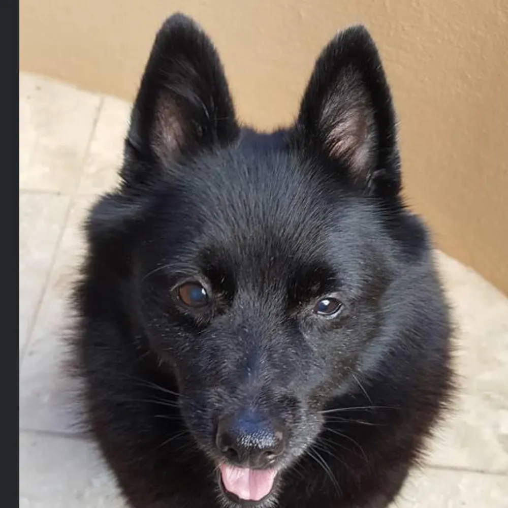 nebro.bsky.social's profile picture