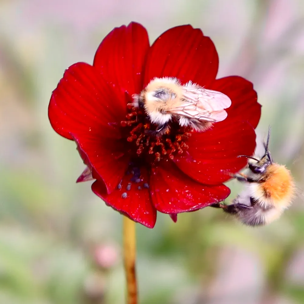 elvabjohnston.bsky.social's profile picture