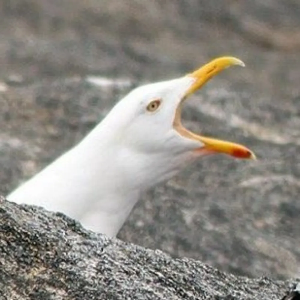 hanstastad.bsky.social's profile picture