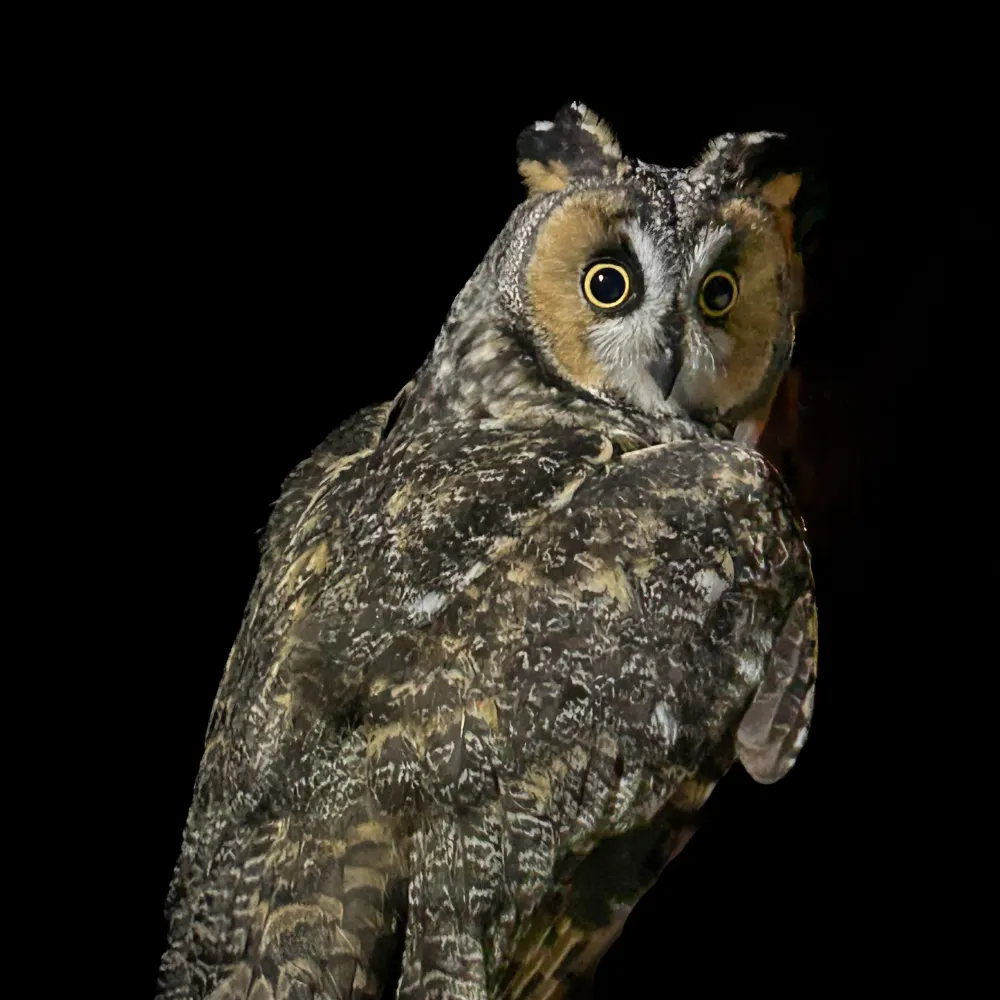 birdcmp.bsky.social's profile picture