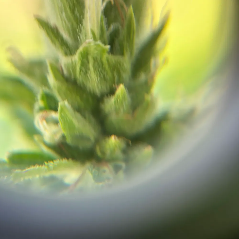 dmesh420.bsky.social's profile picture