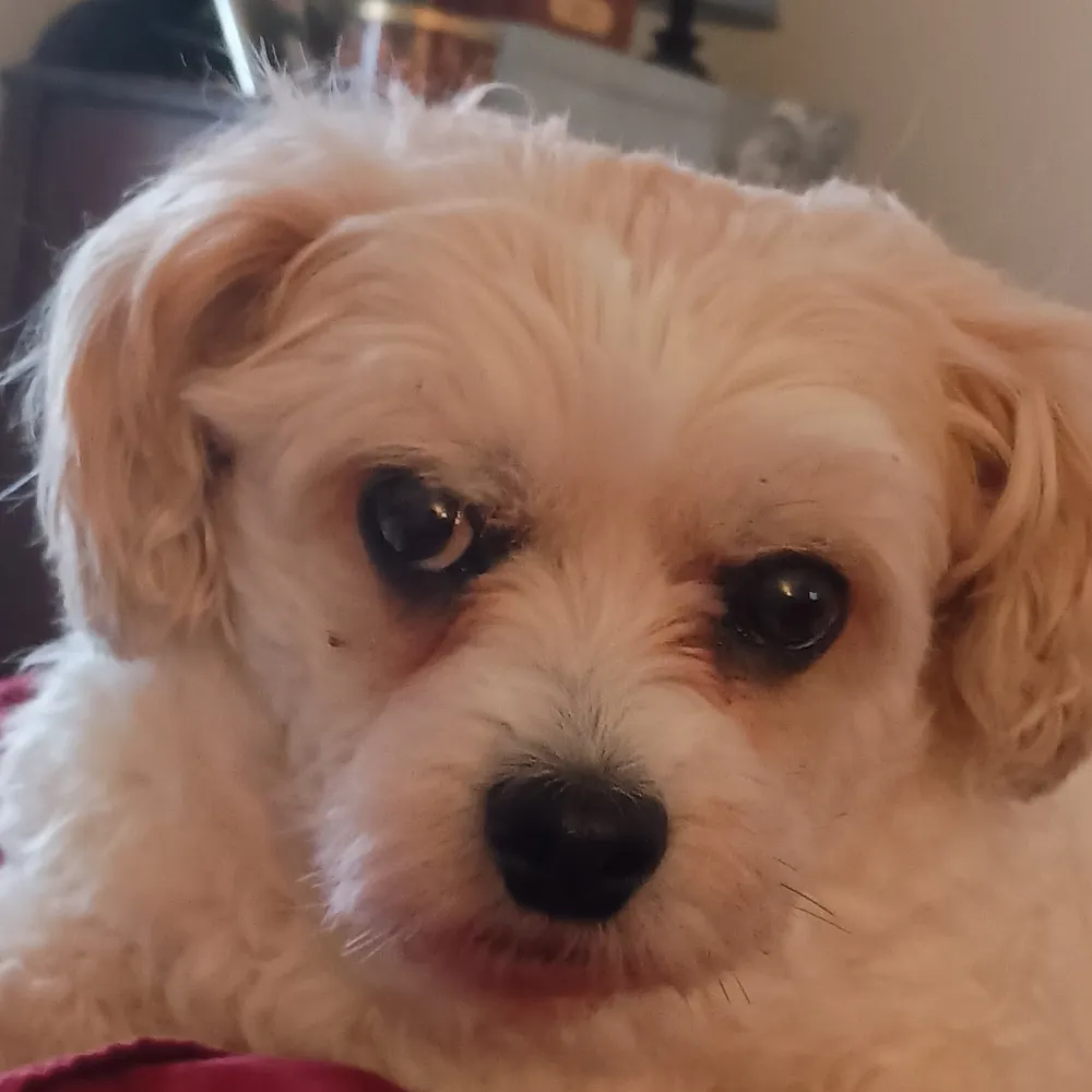 yukithecavachon.bsky.social's profile picture