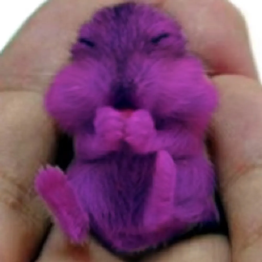 swirlosquirrel.bsky.social's profile picture