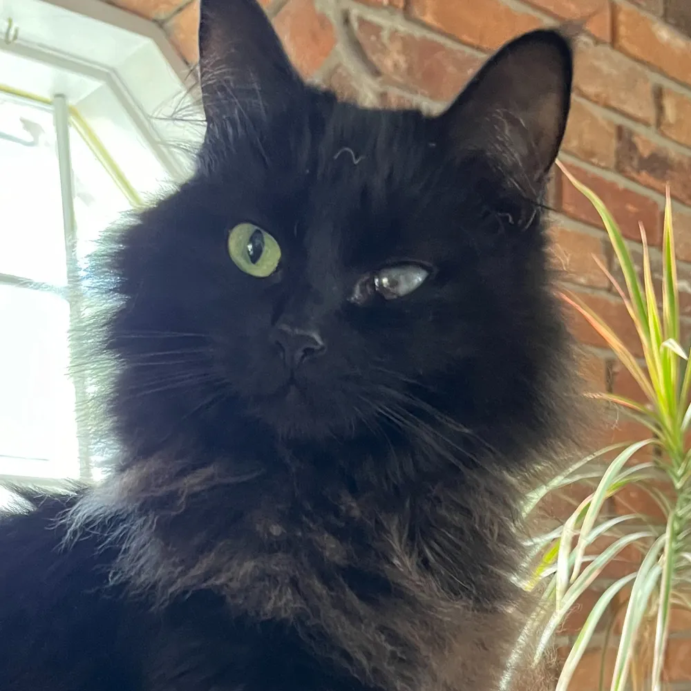 zorantaylor.bsky.social's profile picture