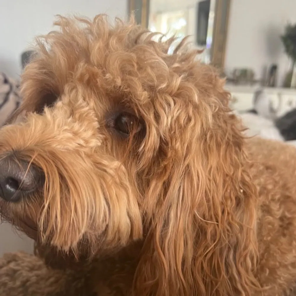 andykoesy.bsky.social's profile picture