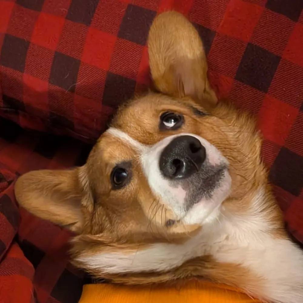 wspano.bsky.social's profile picture