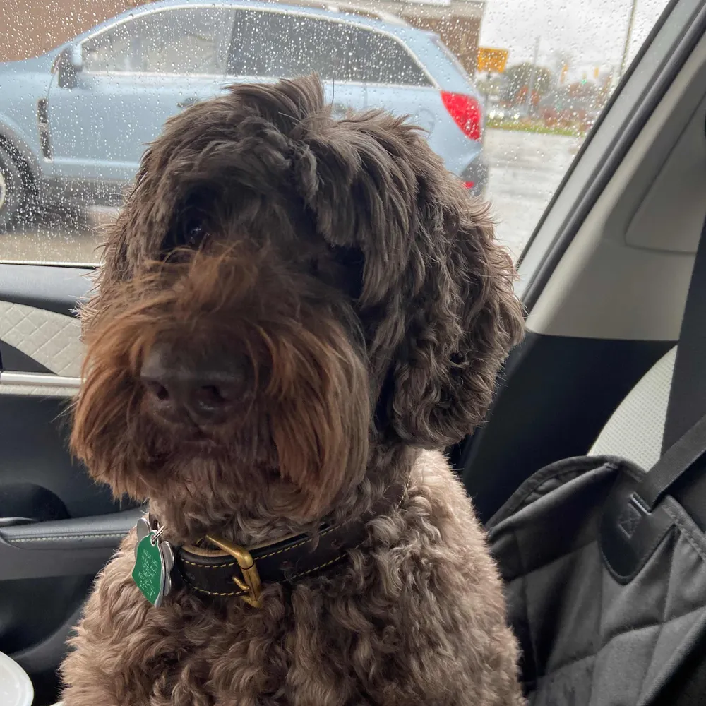 jackadoodle.bsky.social's profile picture