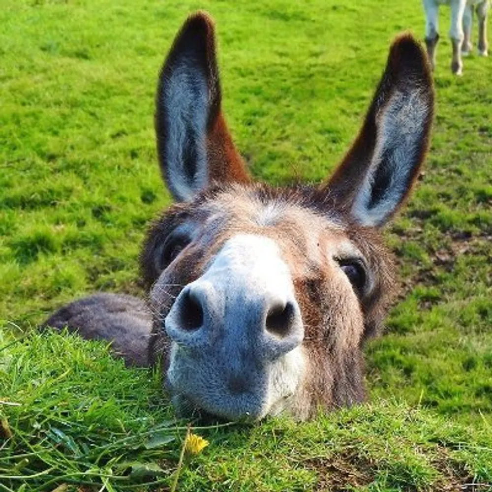 torven42.bsky.social's profile picture