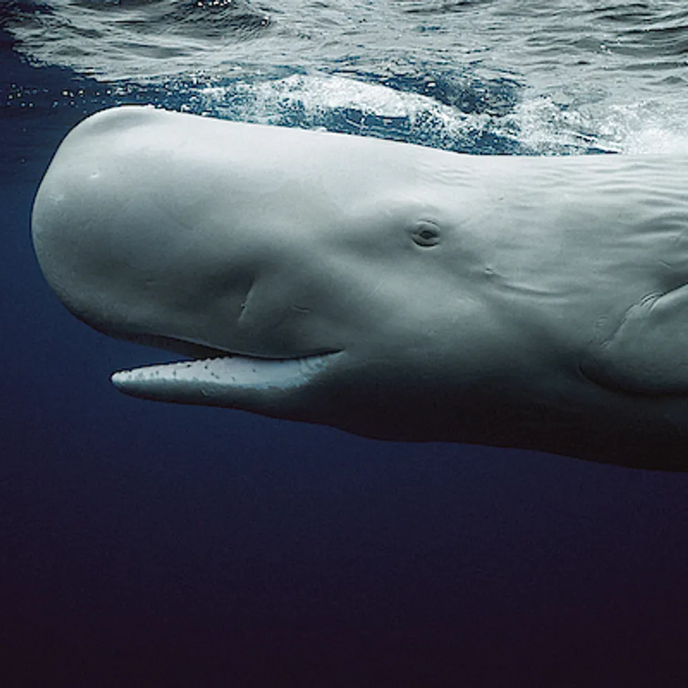 sourcetacean.bsky.social's profile picture