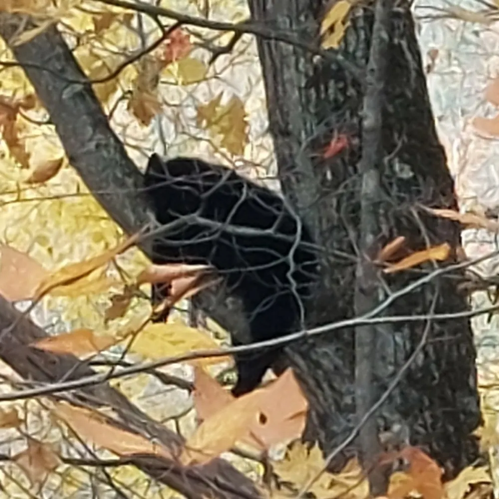 abzzzz.bsky.social's profile picture