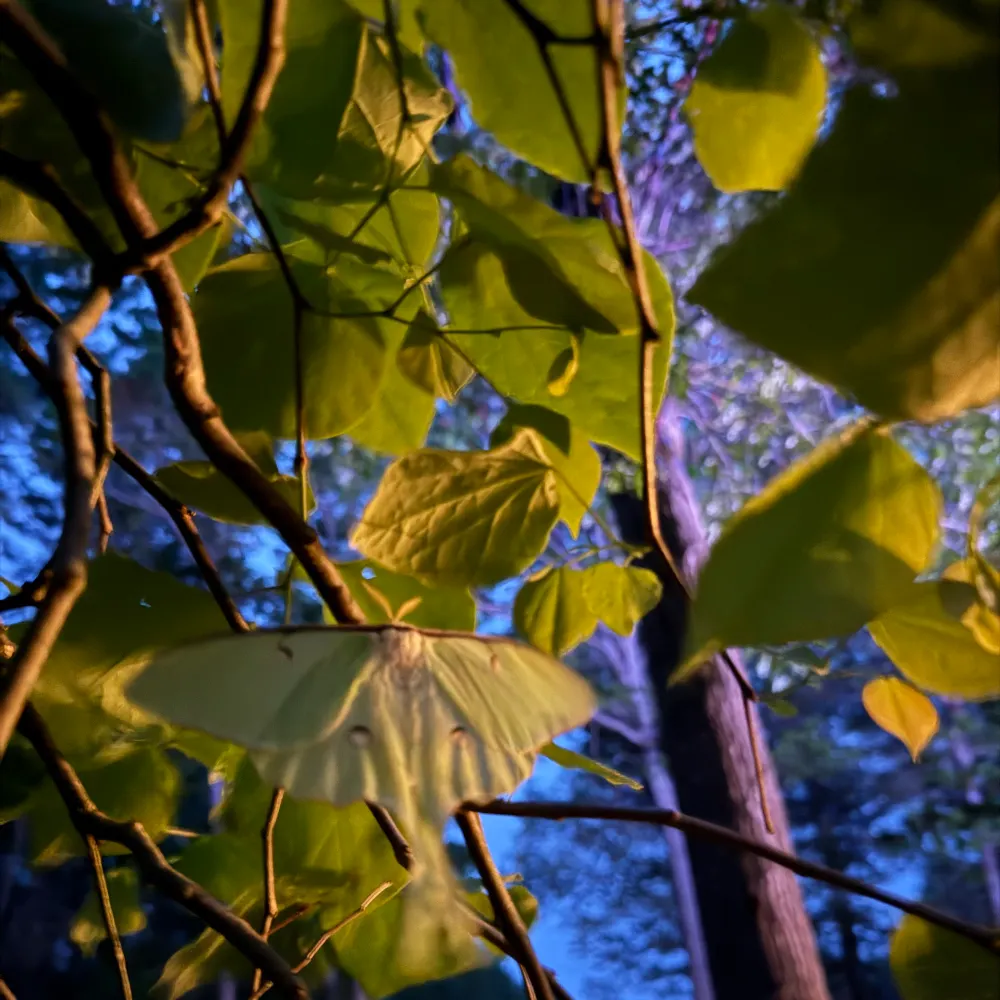 dirt-and-stardust.bsky.social's profile picture