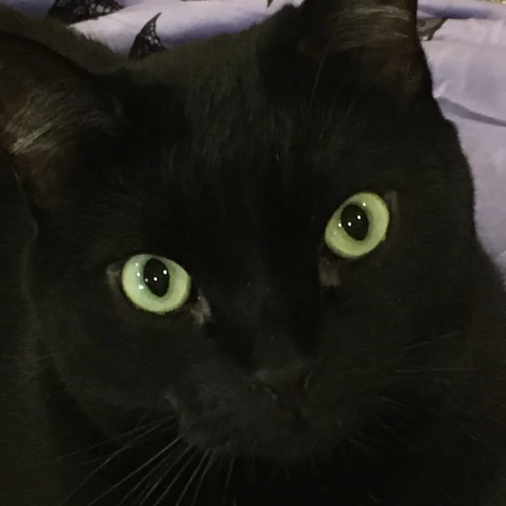 bardraelyn.bsky.social's profile picture