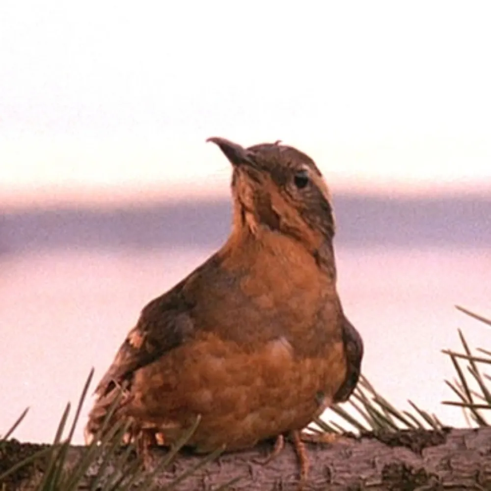 adminanemone.bsky.social's profile picture