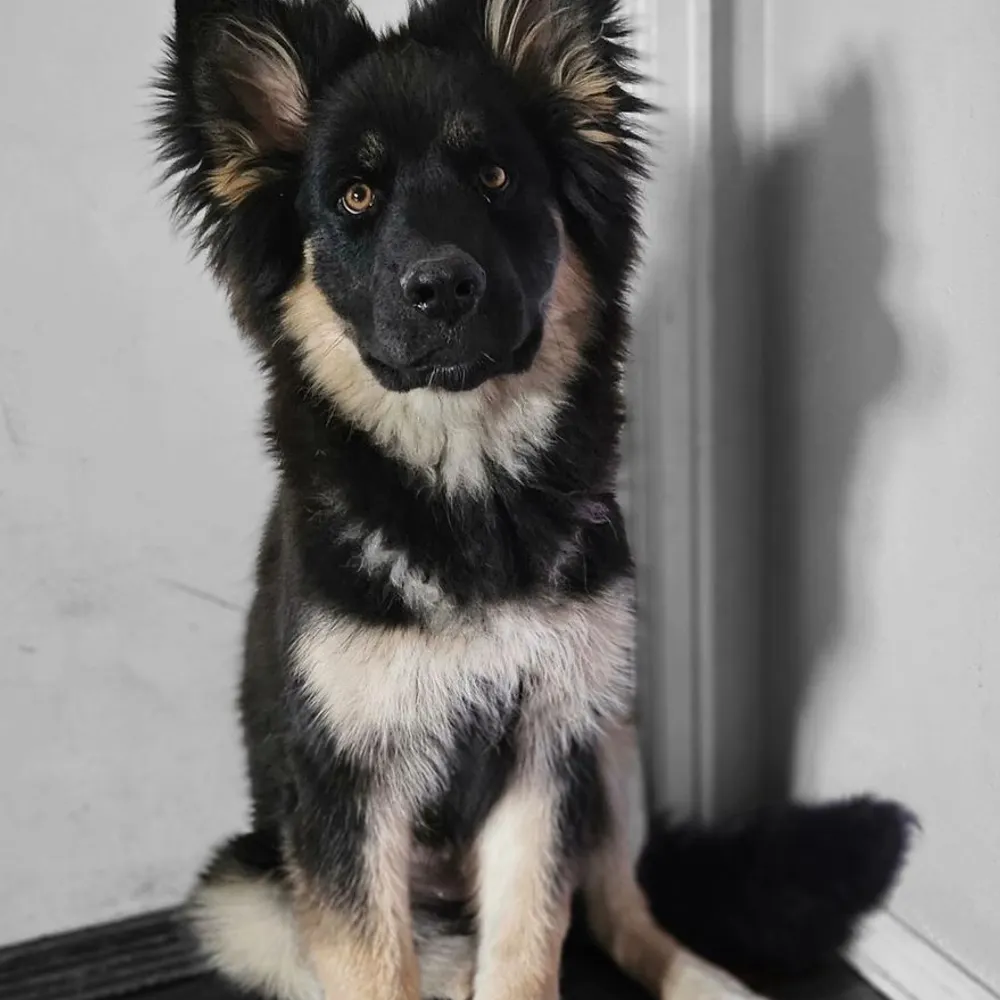 mikealphatango.bsky.social's profile picture