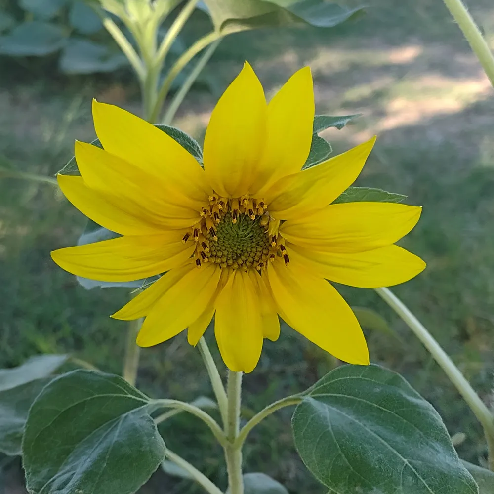 marian-steffen.bsky.social's profile picture