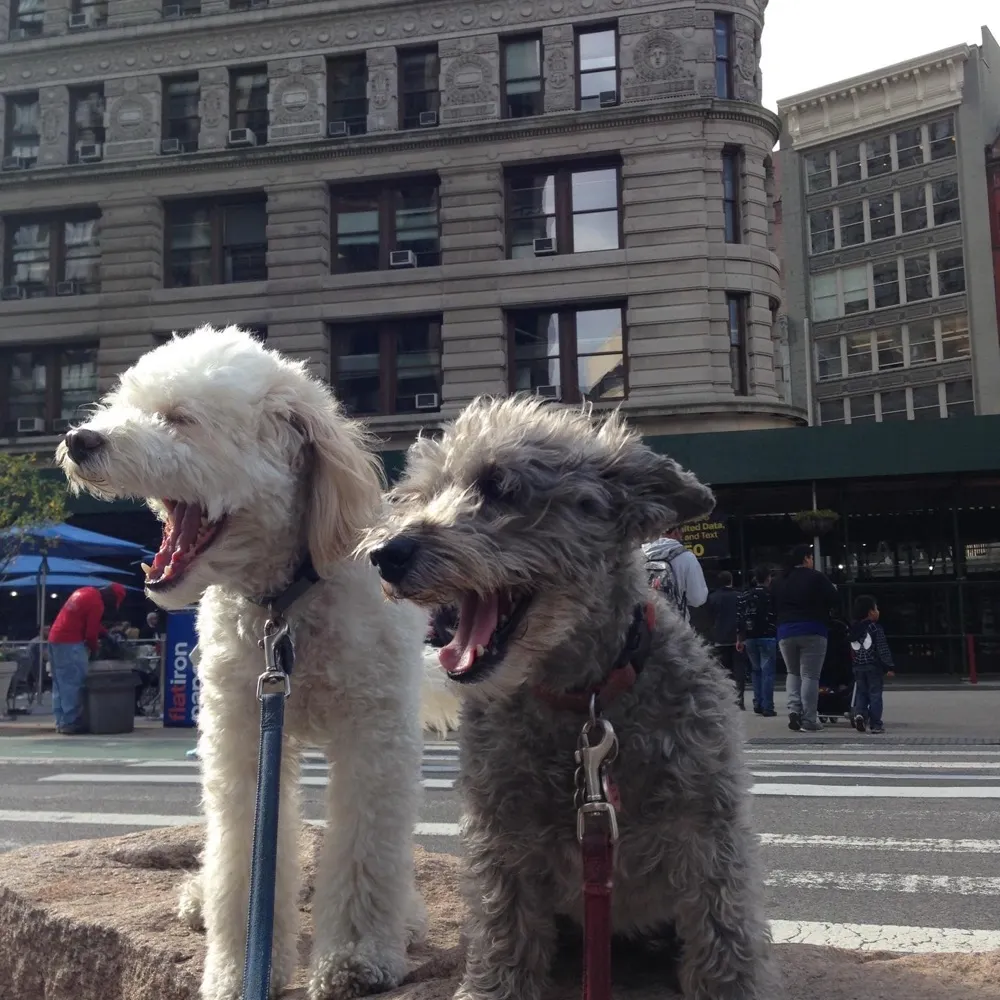 stevezorowitz.bsky.social's profile picture