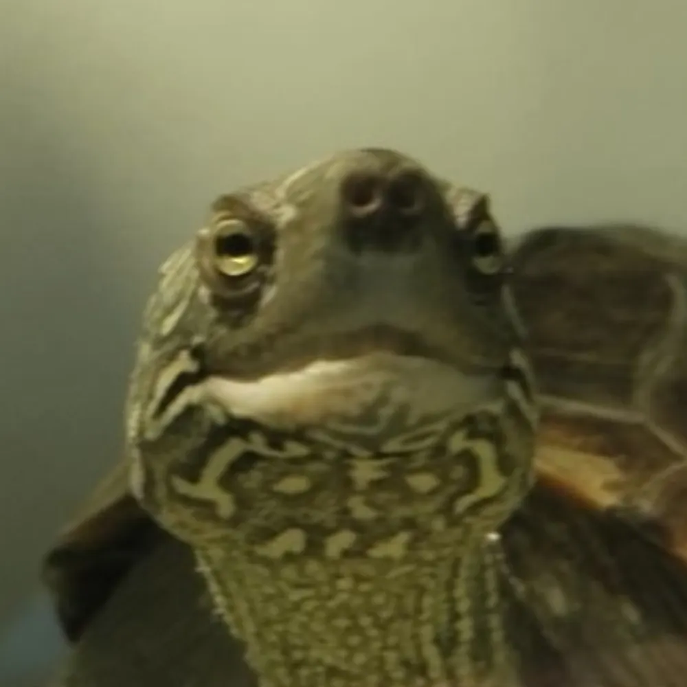 oletros.xyz's profile picture