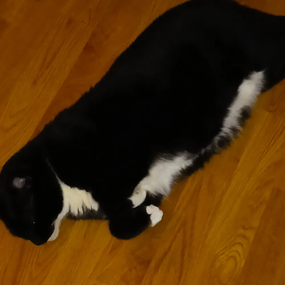 loudogg.bsky.social's profile picture