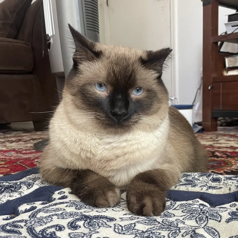 shabana.bsky.social's profile picture