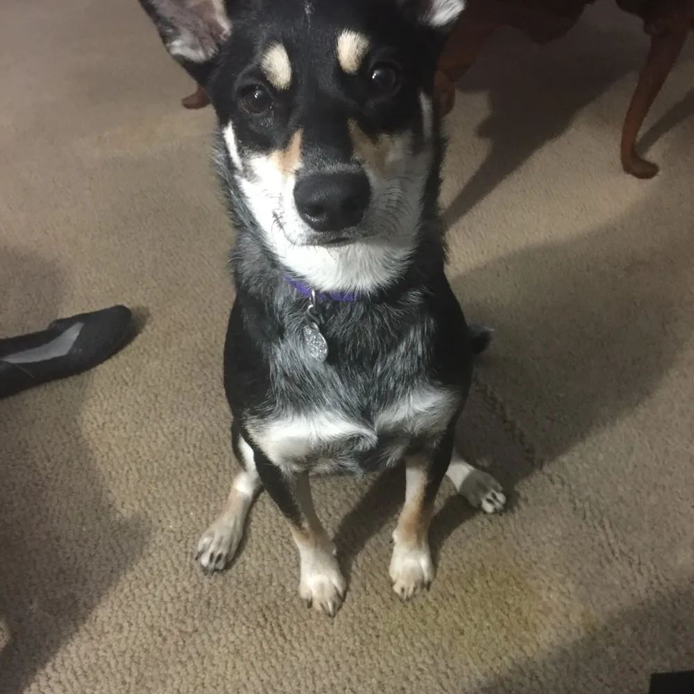 meaniebeanie5.bsky.social's profile picture