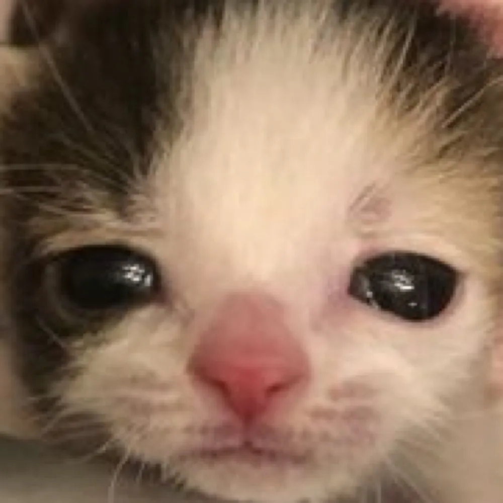 outreckoner.bsky.social's profile picture