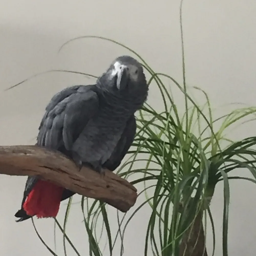happyparrot.bsky.social's profile picture