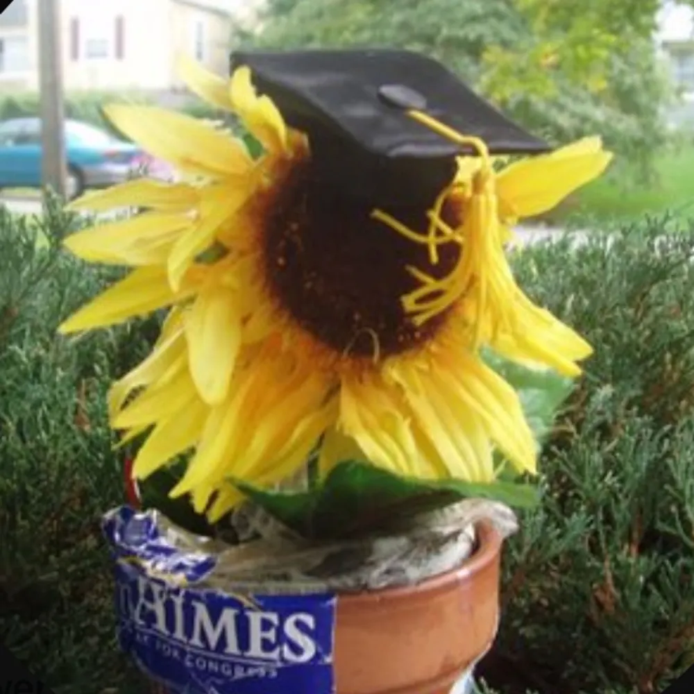 lorenzosunflower.bsky.social's profile picture